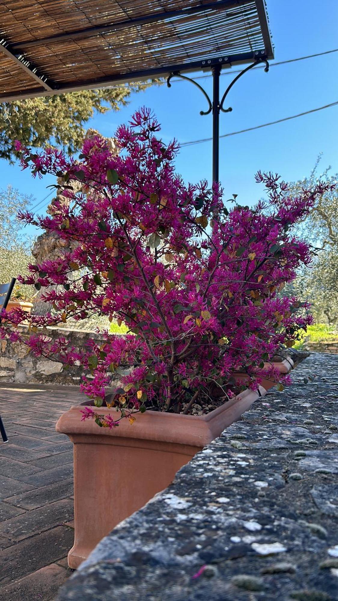 Borgo A Monti Di Sotto Villa Gaiole in Chianti Eksteriør bilde